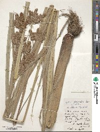 Cyperus glomeratus image