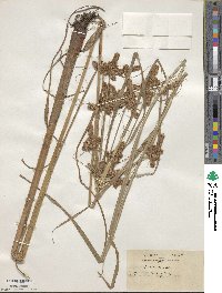 Cyperus glomeratus image