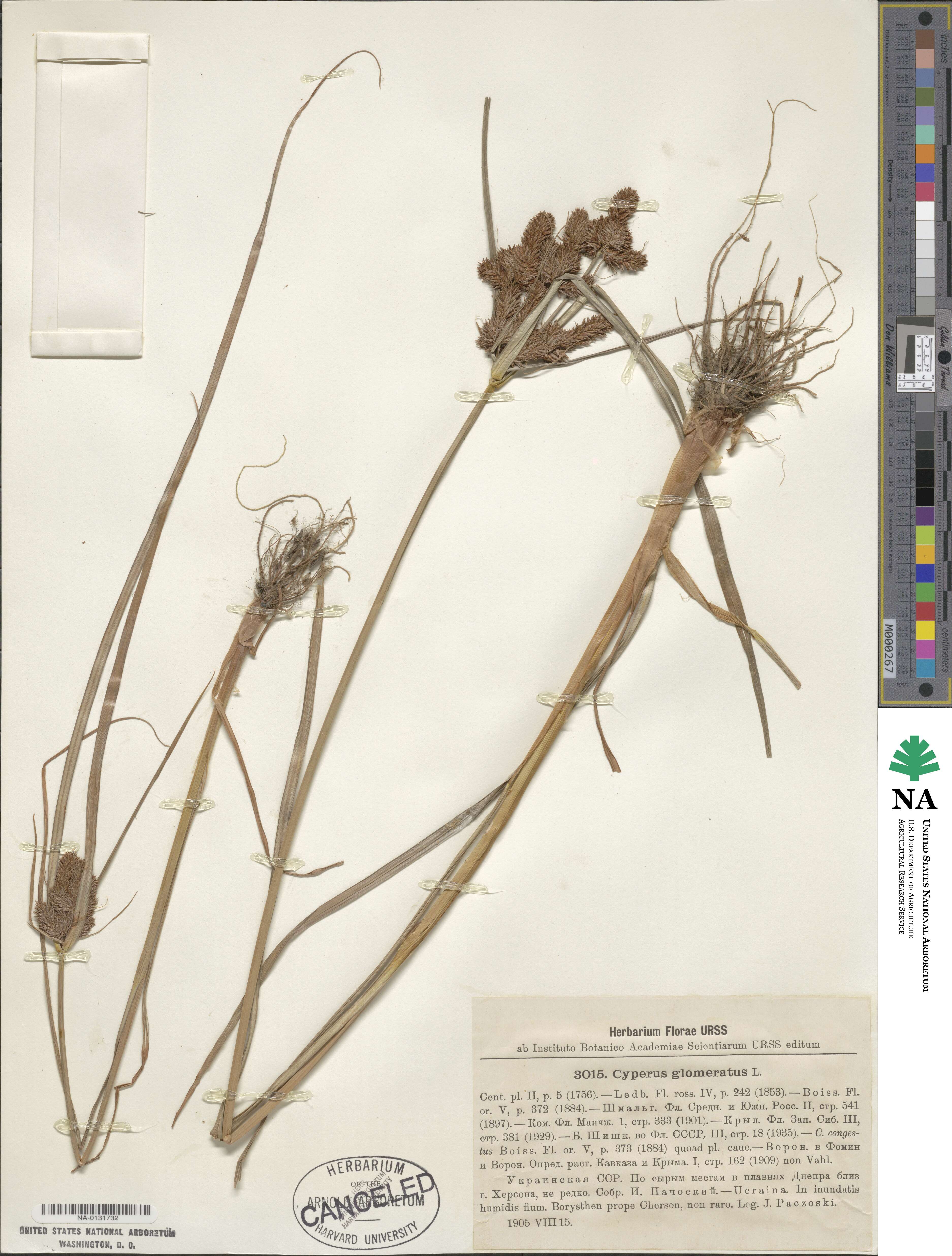 Cyperus glomeratus image