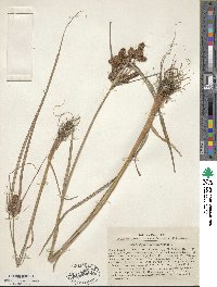 Cyperus glomeratus image