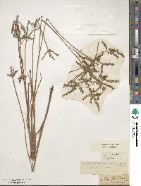 Cyperus iria image