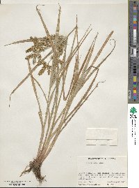 Cyperus iria image