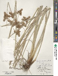 Cyperus javanicus image