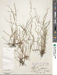 Rhynchospora colorata image