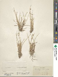 Cyperus laevigatus image