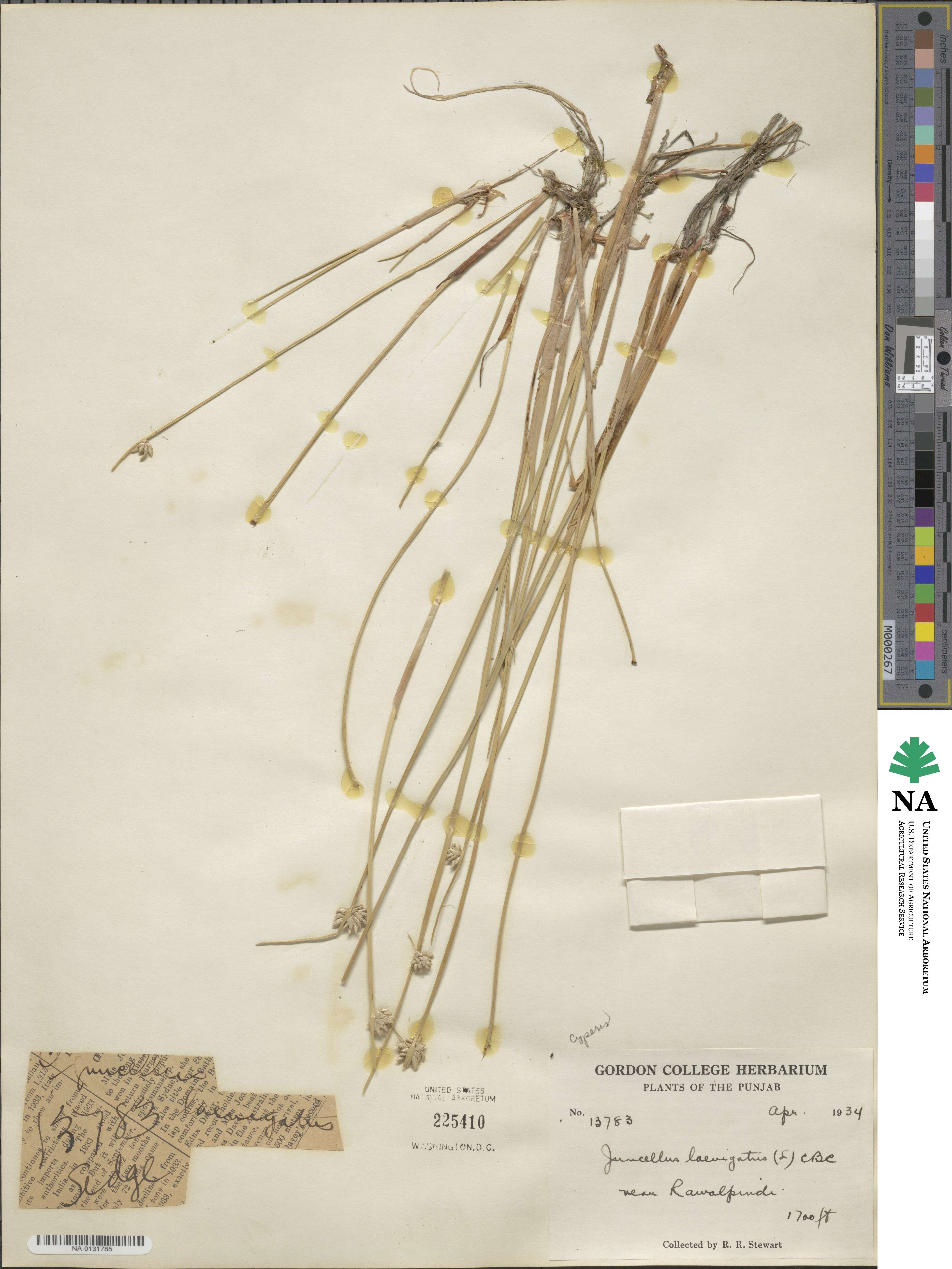 Cyperus laevigatus image