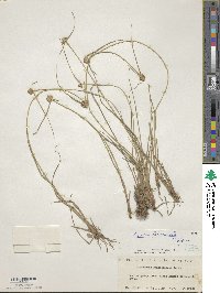 Image of Cyperus albescens