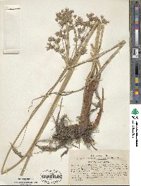 Cyperus longus image