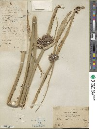 Cyperus malaccensis image