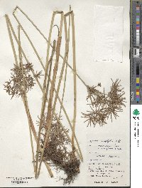 Cyperus malaccensis image