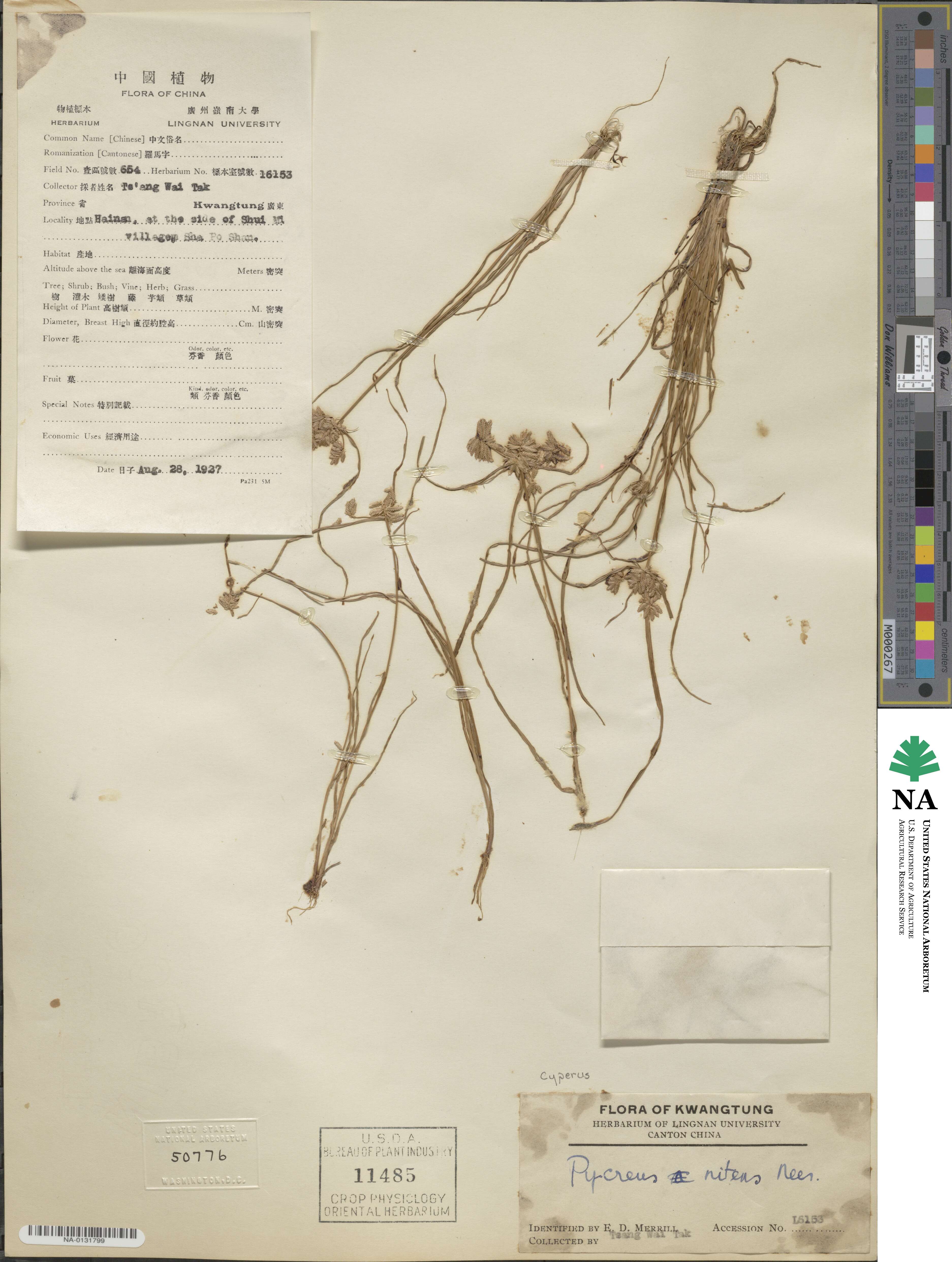 Cyperus pumilus image