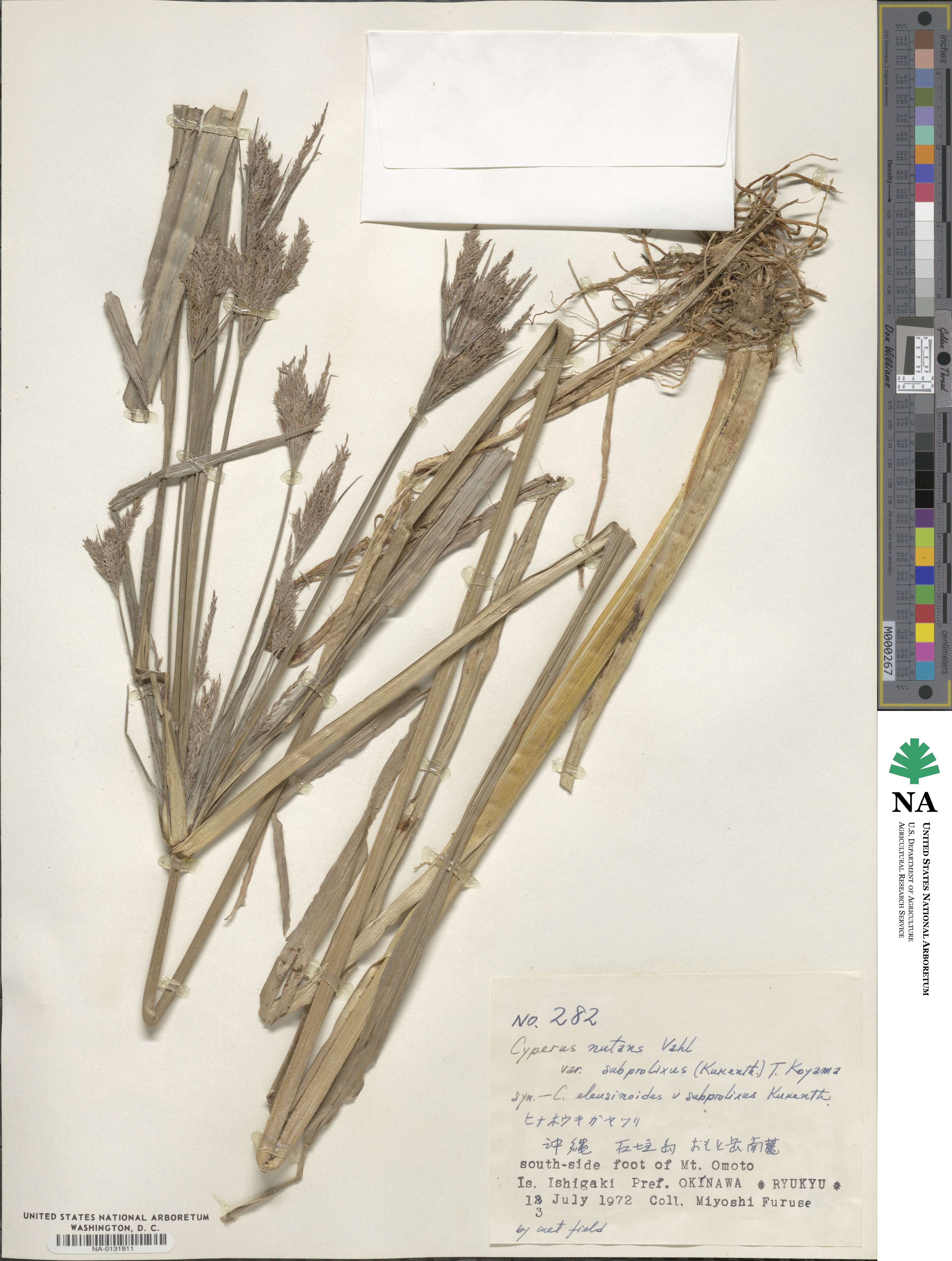 Cyperus nutans var. subprolixus image