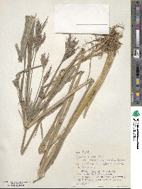 Cyperus nutans image