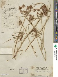 Cyperus odoratus image