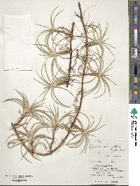 Cyperus pedunculatus image