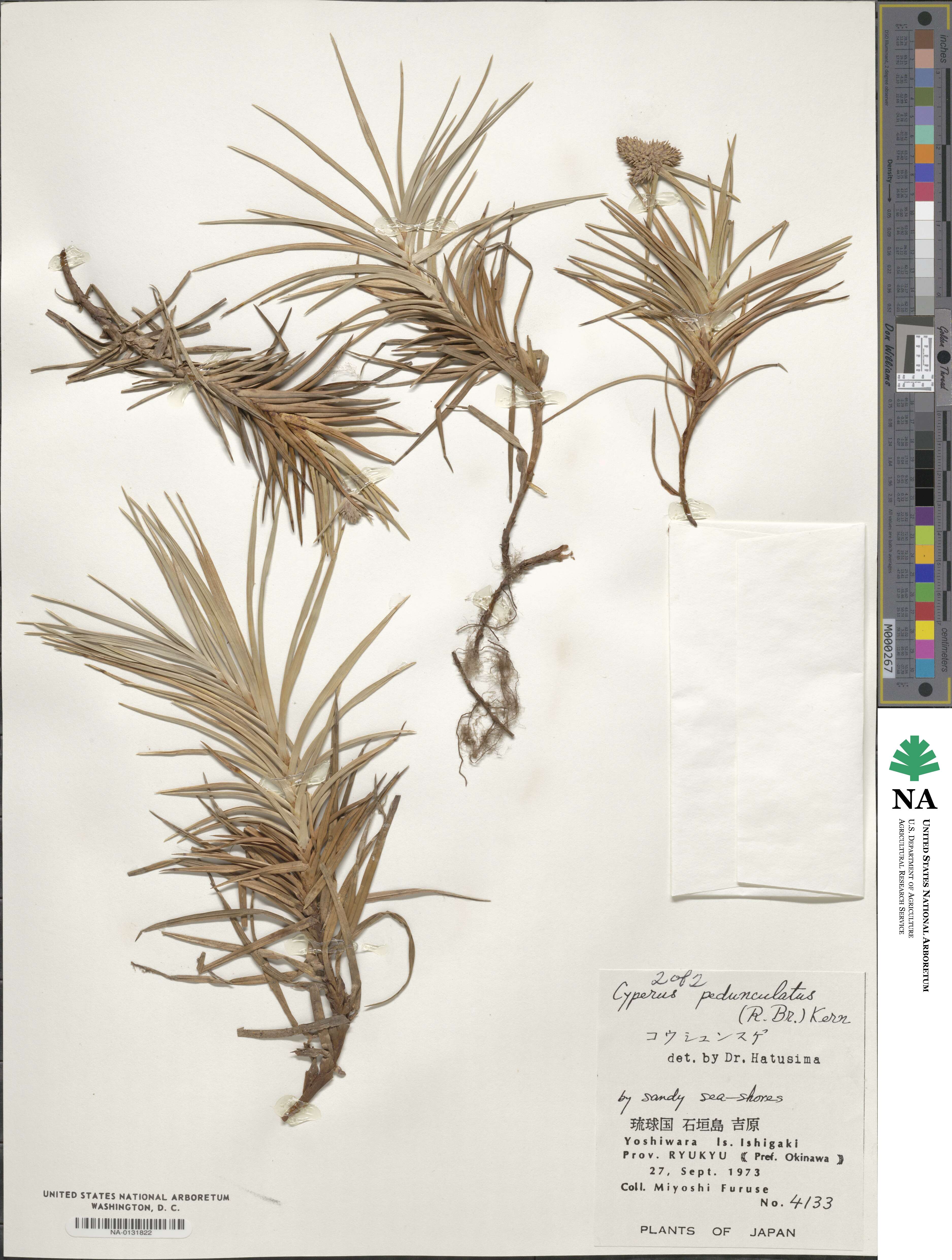 Cyperus pedunculatus image