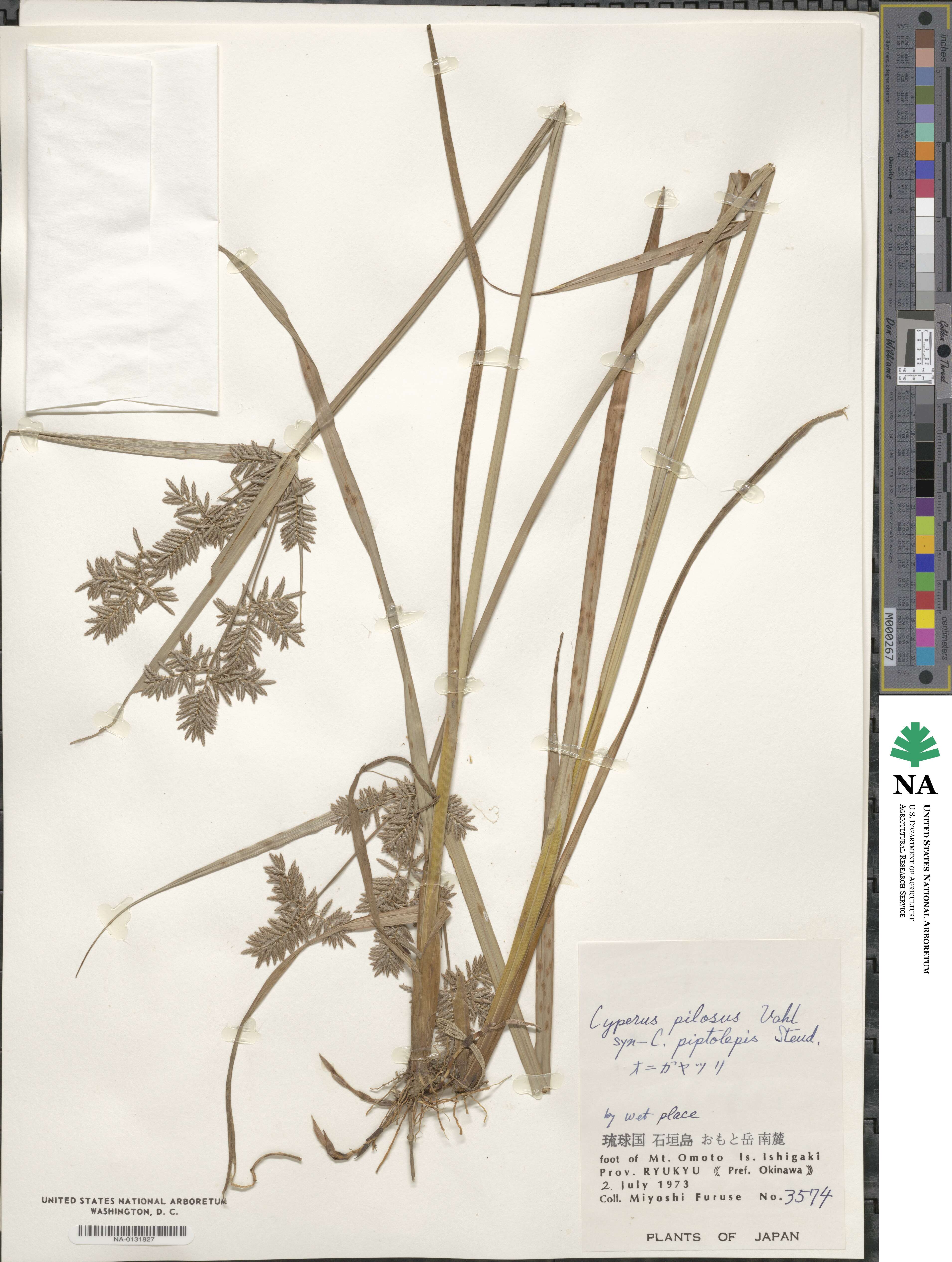 Cyperus pilosus image