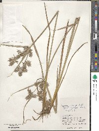 Cyperus pilosus image