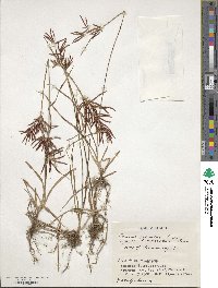 Cyperus rotundus image