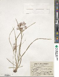 Cyperus rotundus image