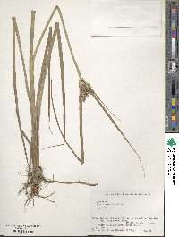 Cyperus serotinus image