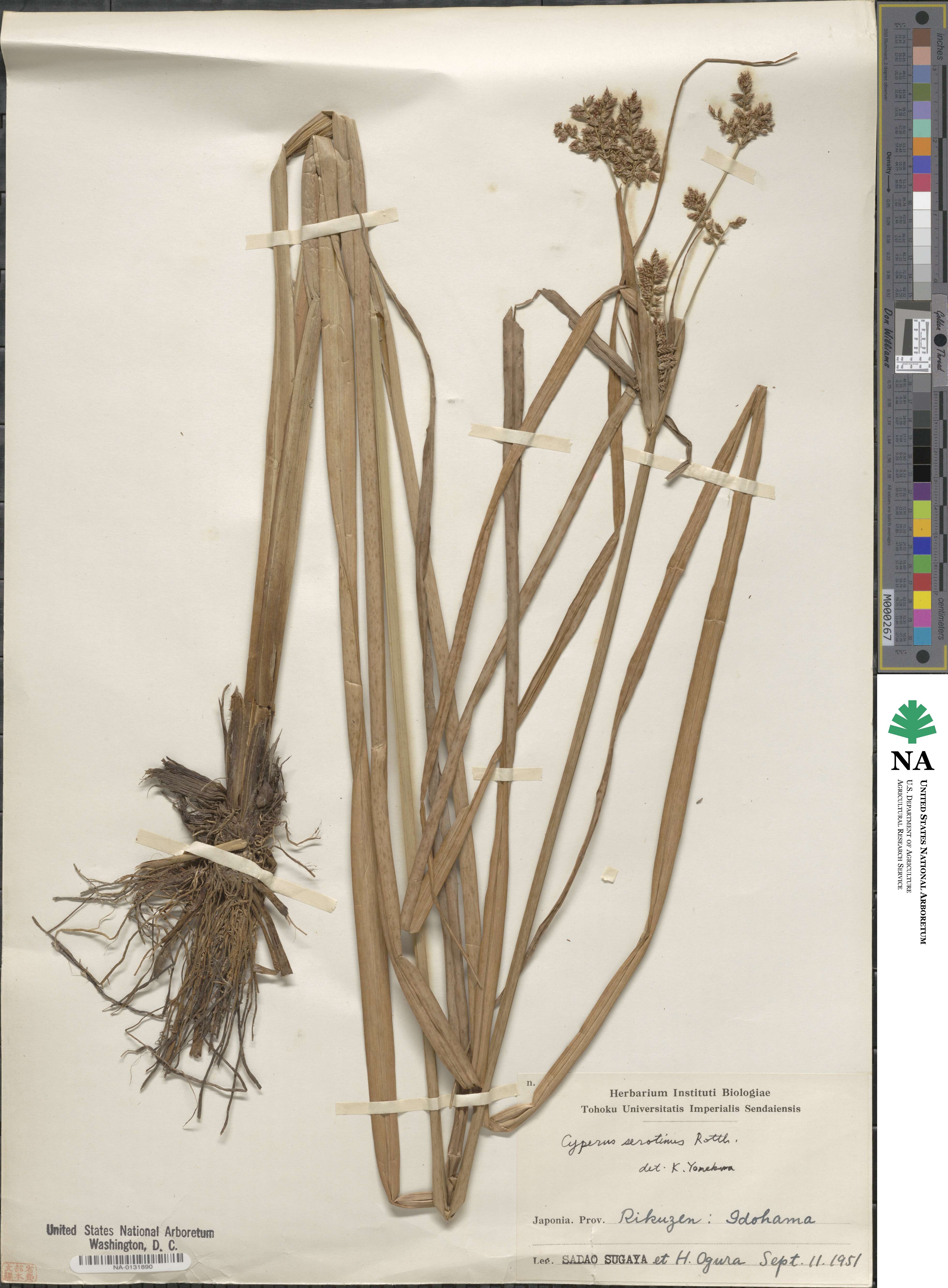 Cyperus serotinus image