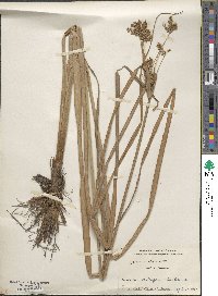 Cyperus serotinus image