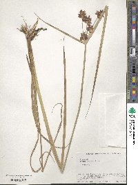 Cyperus serotinus image