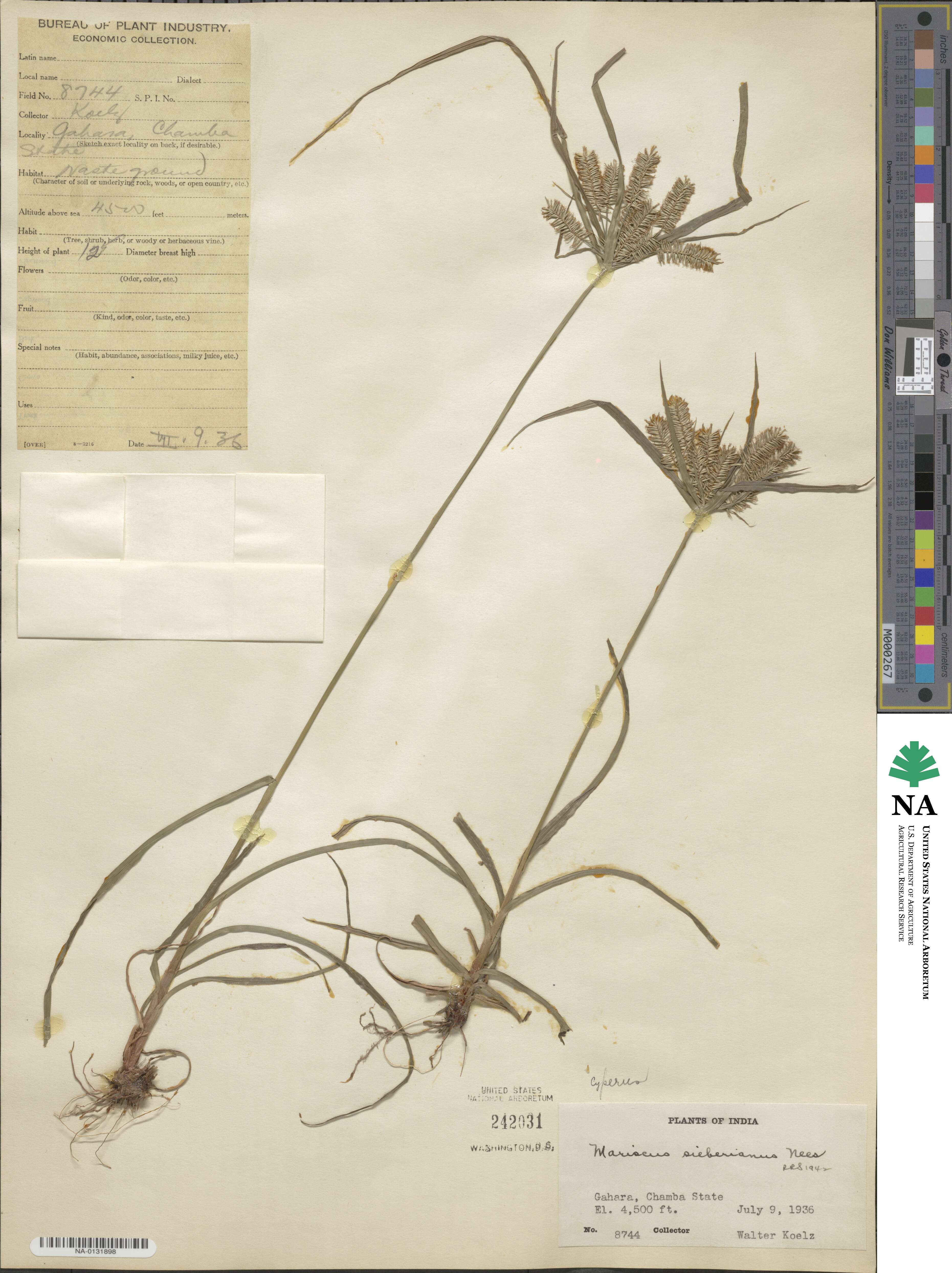 Cyperus sieberianus image