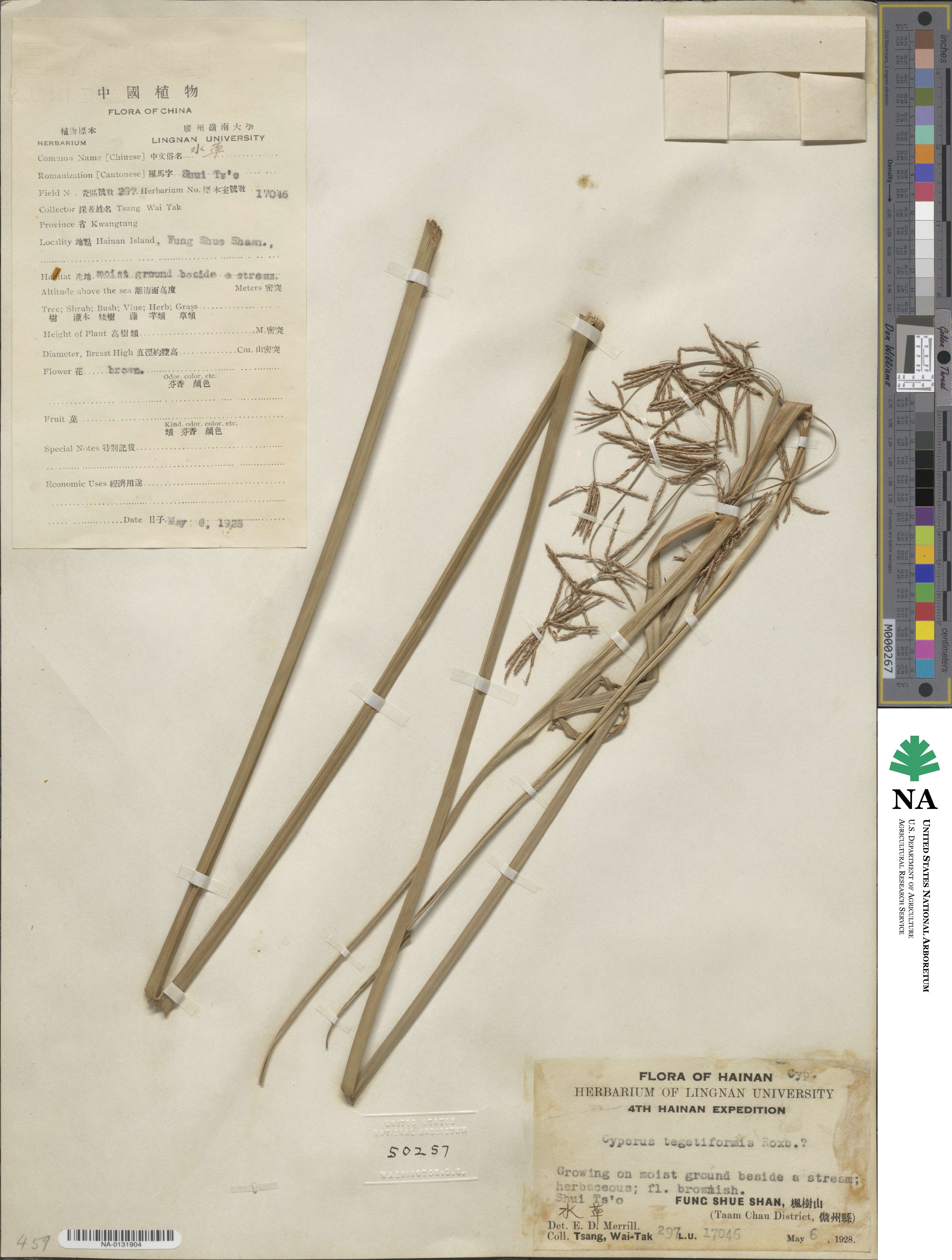 Cyperus tegetiformis image
