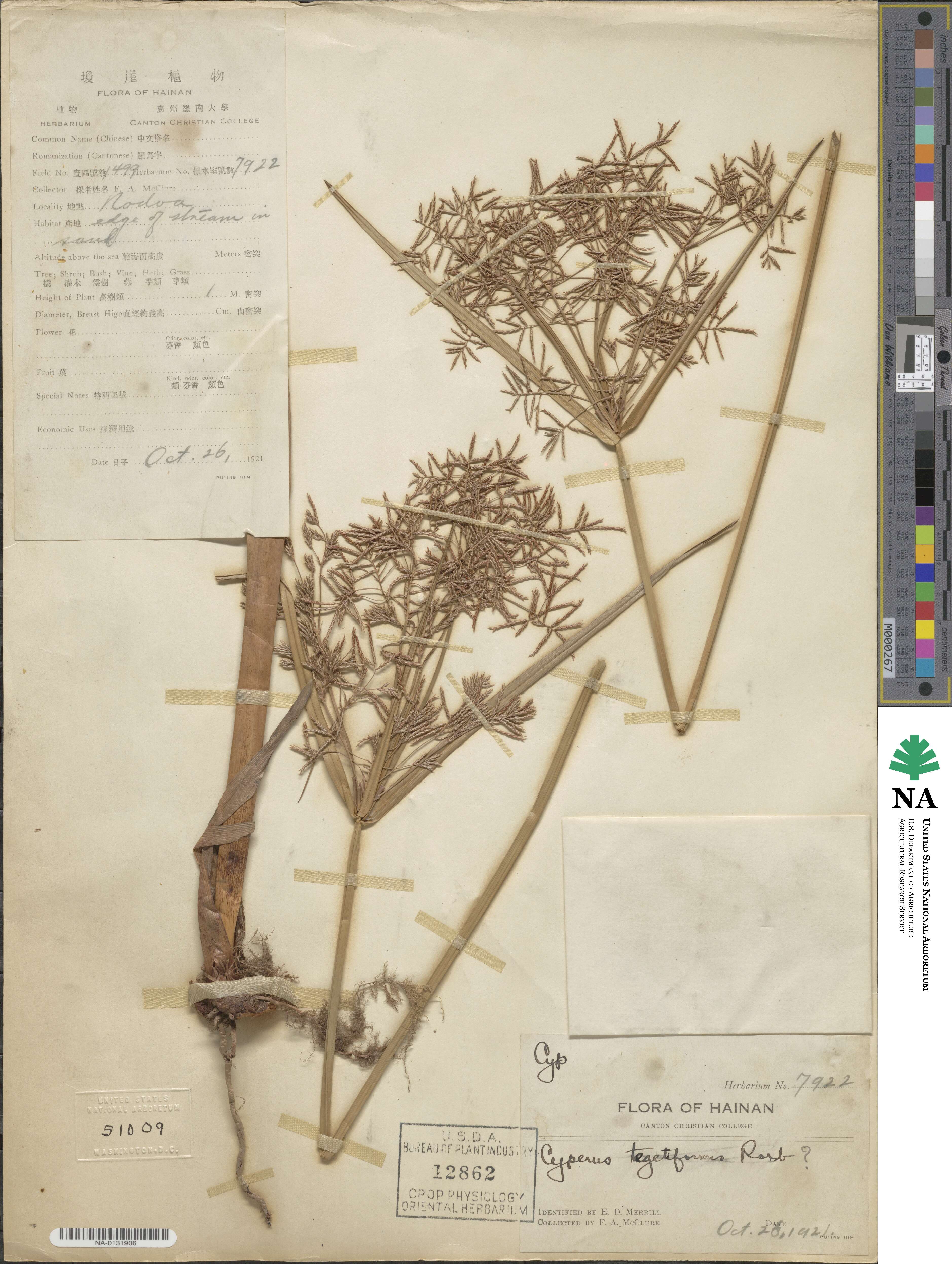 Cyperus tegetiformis image