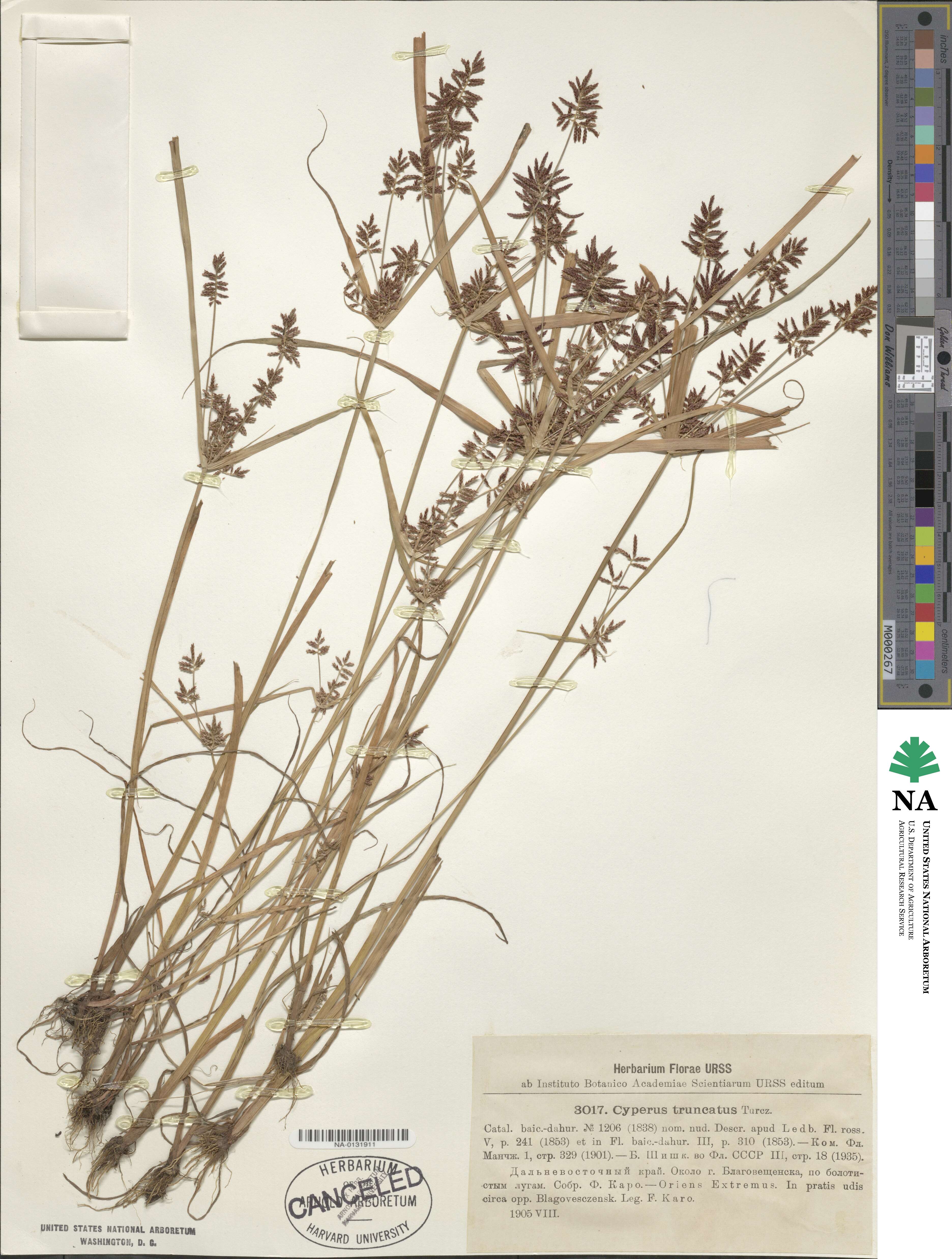 Cyperus truncatus image