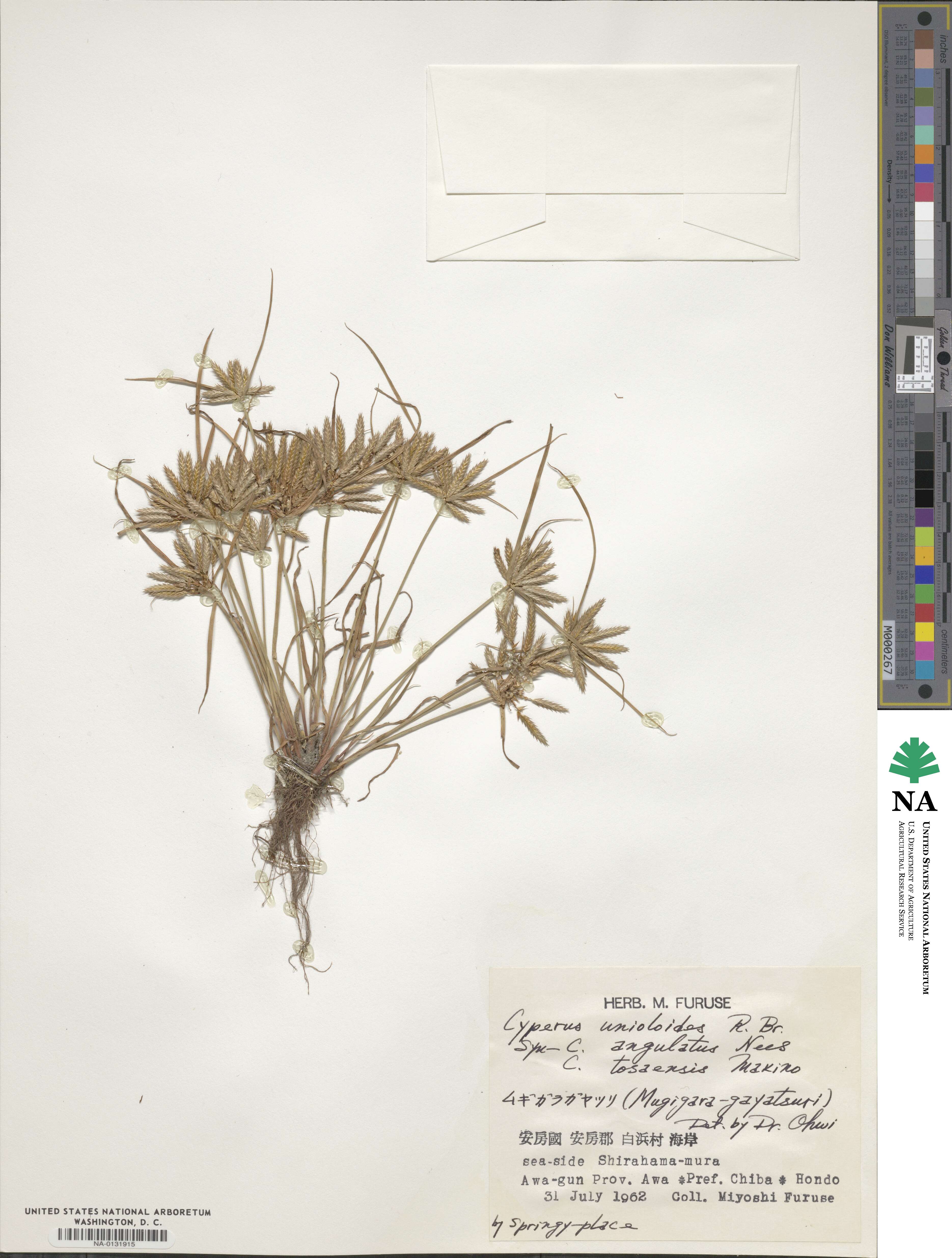 Cyperus unioloides image