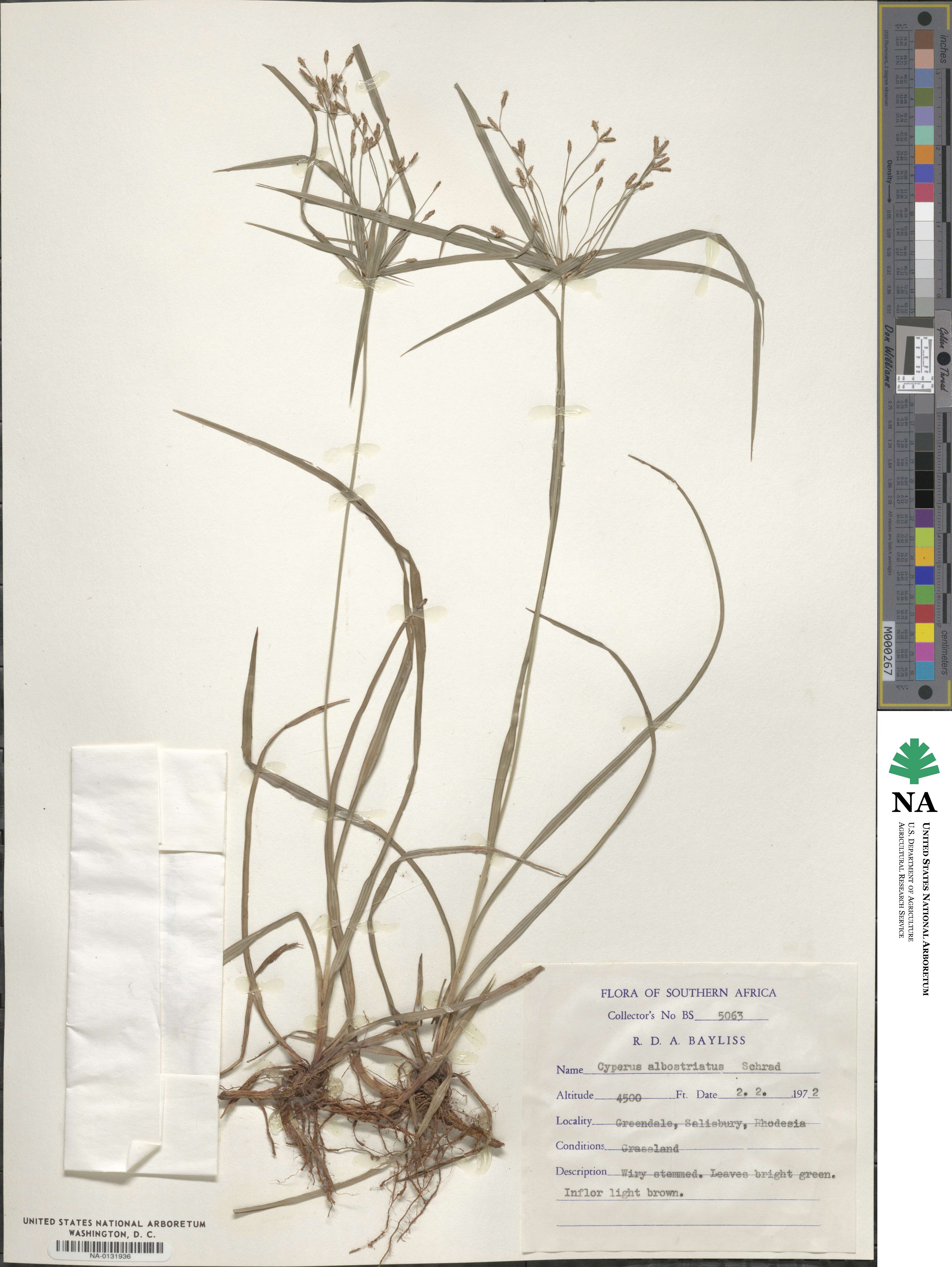 Cyperus albostriatus image