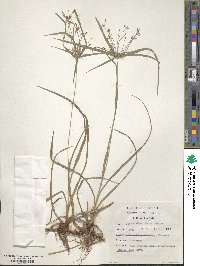 Cyperus albostriatus image