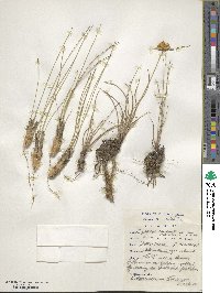 Cyperus sphaerocephalus image