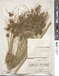 Cyperus papyrus image