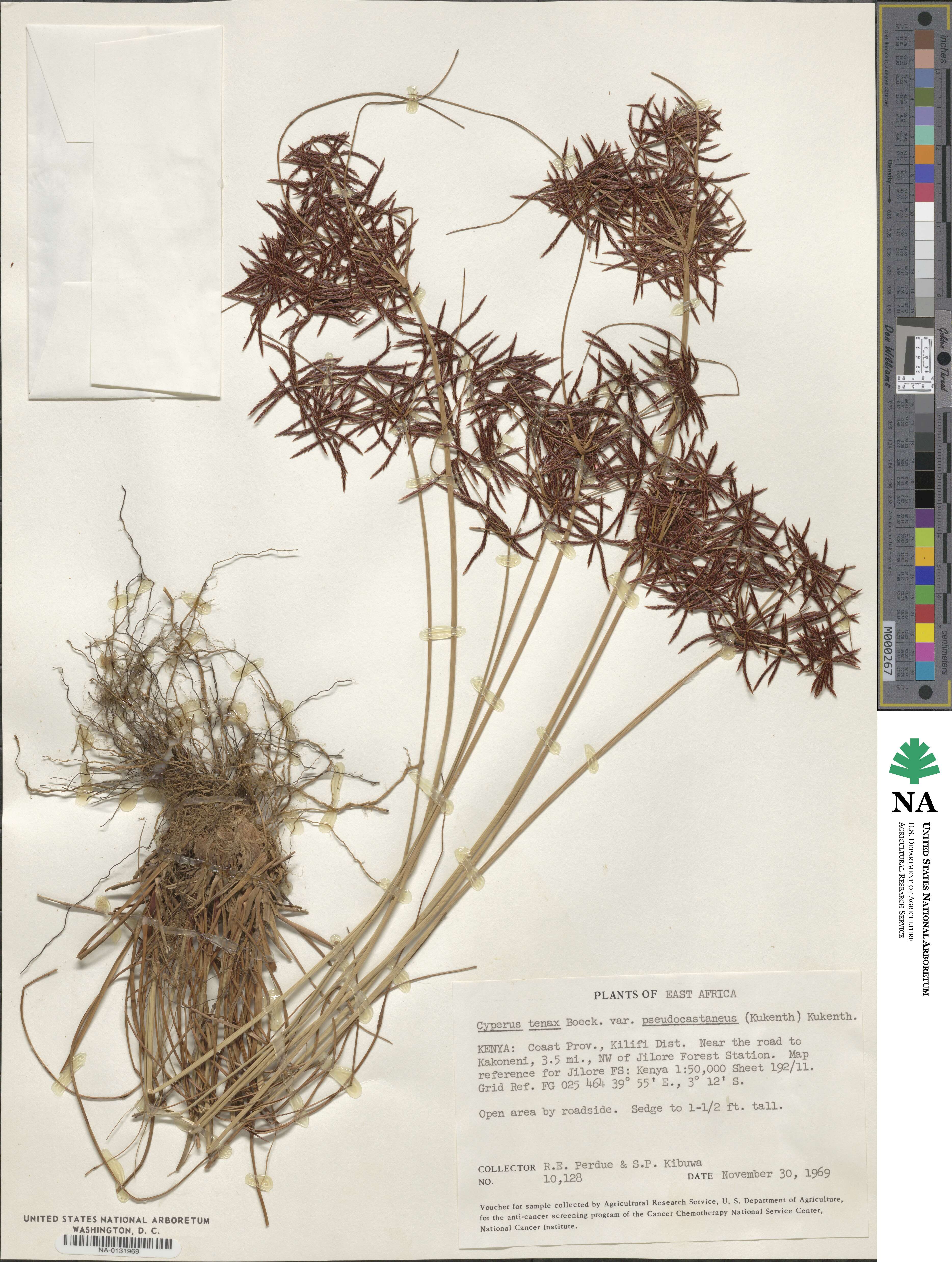 Cyperus tenax image