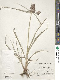 Cyperus congestus image