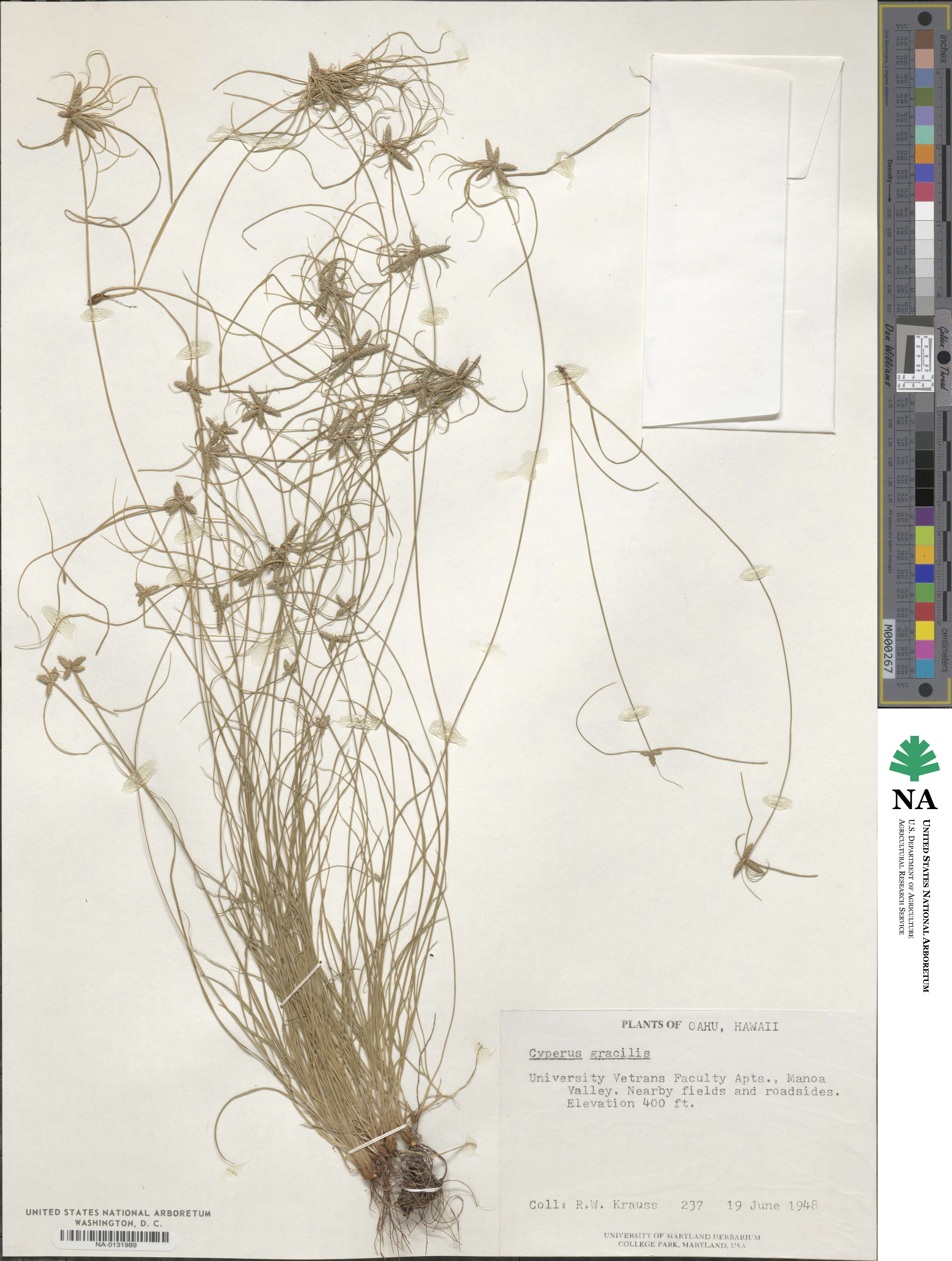 Cyperus gracilis image