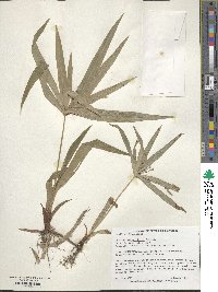 Cyperus albostriatus image