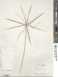 Cyperus alternifolius image