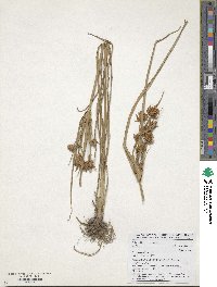 Cyperus esculentus image