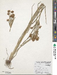 Cyperus esculentus image