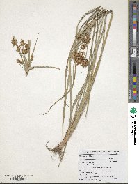 Cyperus esculentus image