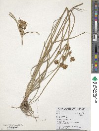 Cyperus esculentus image