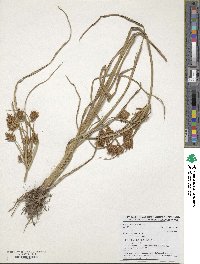 Cyperus esculentus image