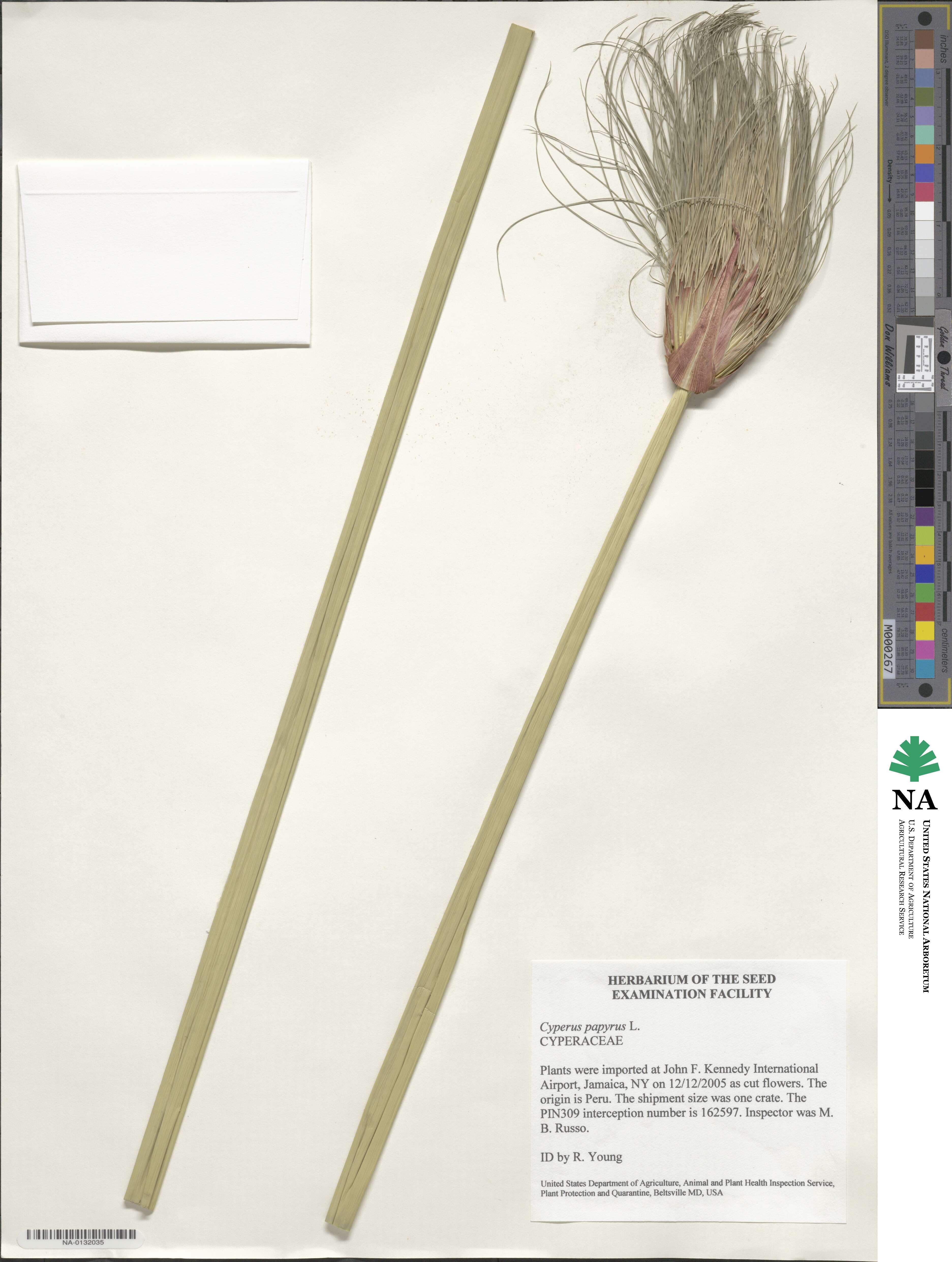 Cyperus papyrus image