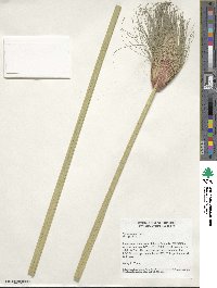 Cyperus papyrus image