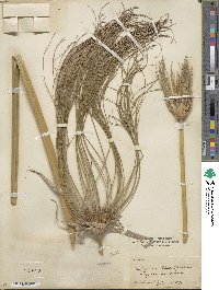 Cyperus papyrus image